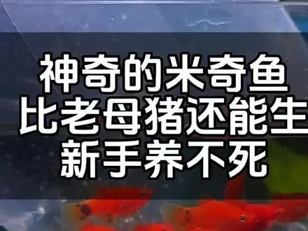 孔雀魚和米奇魚混養會雜交嗎？：孔雀魚和米奇魚混養時通常不會雜交1