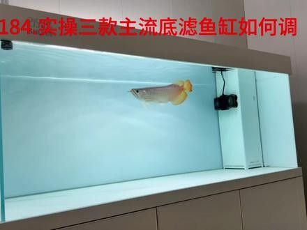 80缸養龍魚需要多大的過濾：80厘米長的魚缸養龍魚需要多大功率的過濾類型并使用