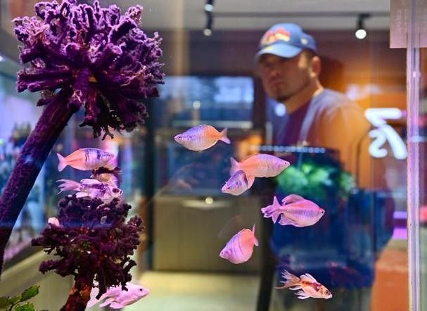 如何聯(lián)系鞍山的水族商家？：全面振興鋼都，鞍山眾鑫水族每周魚集 如何聯(lián)系鞍山的水族商家？：全面振興鋼都，鞍山眾鑫水族每周魚集 龍魚百科 第5張