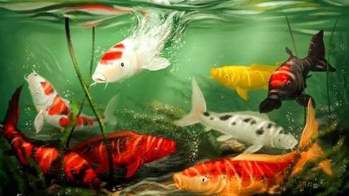 如何聯(lián)系鞍山的水族商家？：全面振興鋼都，鞍山眾鑫水族每周魚集 如何聯(lián)系鞍山的水族商家？：全面振興鋼都，鞍山眾鑫水族每周魚集 龍魚百科 第7張