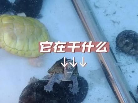 如何聯(lián)系鞍山的水族商家？：全面振興鋼都，鞍山眾鑫水族每周魚集 如何聯(lián)系鞍山的水族商家？：全面振興鋼都，鞍山眾鑫水族每周魚集 龍魚百科 第8張