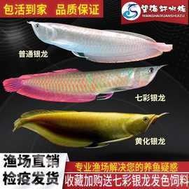 哪個平臺賣金龍魚苗最可靠：金龍魚苗批發平臺