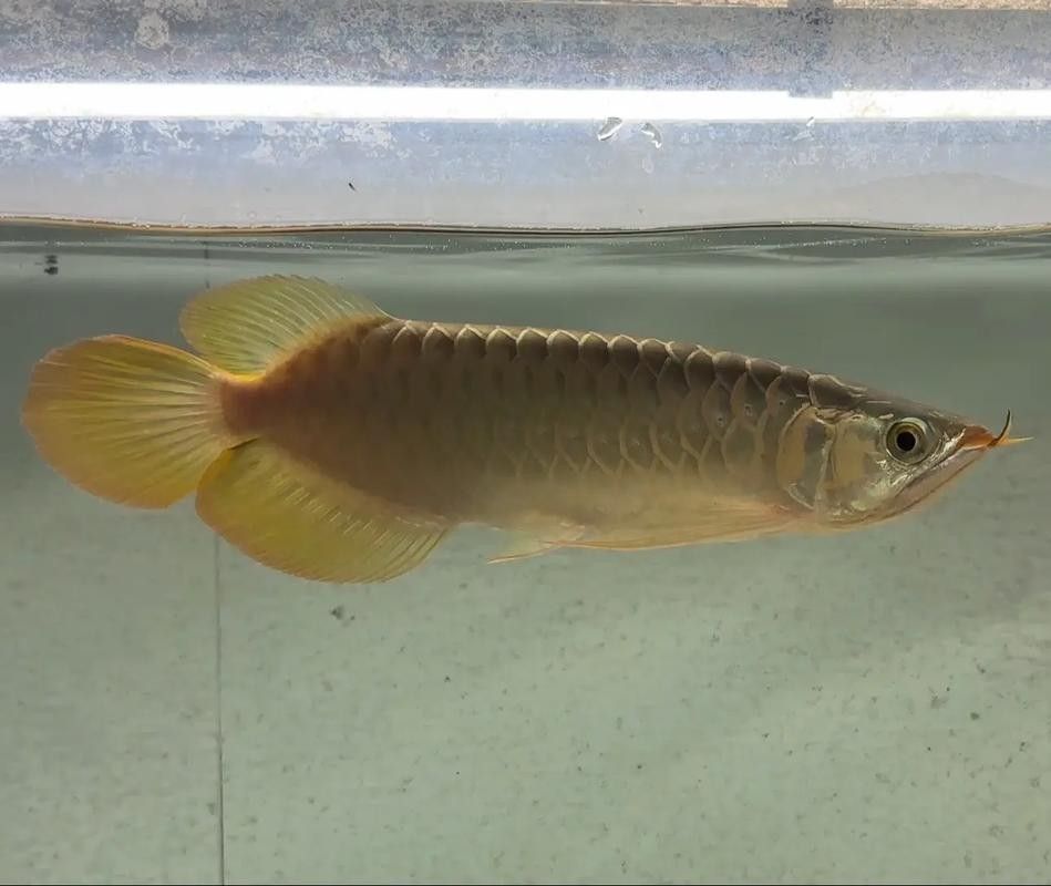 給我更多印尼金龍魚品種的圖片:印尼金龍魚主要品種圖文介紹 龍魚百科 第16張 給我更多印尼金龍魚品種的圖片:印尼金龍魚主要品種圖文介紹 給我更多印尼金龍魚品種的圖片:印尼金龍魚主要品種圖文介紹 龍魚百科 第16張