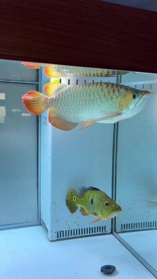 給我更多印尼金龍魚品種的圖片:印尼金龍魚主要品種圖文介紹 龍魚百科 第31張 給我更多印尼金龍魚品種的圖片:印尼金龍魚主要品種圖文介紹 給我更多印尼金龍魚品種的圖片:印尼金龍魚主要品種圖文介紹 龍魚百科 第31張