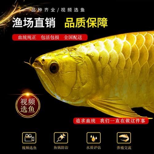 給我更多印尼金龍魚品種的圖片:印尼金龍魚主要品種圖文介紹 龍魚百科 第32張 給我更多印尼金龍魚品種的圖片:印尼金龍魚主要品種圖文介紹 給我更多印尼金龍魚品種的圖片:印尼金龍魚主要品種圖文介紹 龍魚百科 第32張