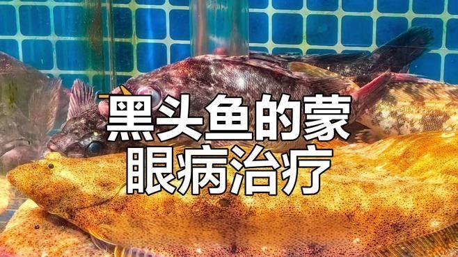哪種治療方法對黑龍睛金魚最有效：針對黑龍睛金魚的治療方法需根據具體病癥選擇最有效的方案