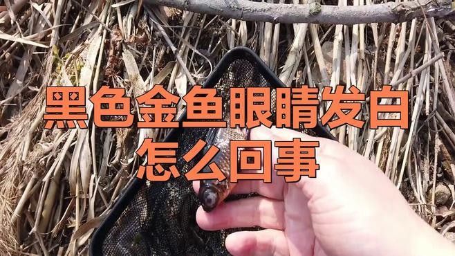 哪種治療方法對黑龍睛金魚最有效：針對黑龍睛金魚的治療方法需根據具體病癥選擇最有效的方案