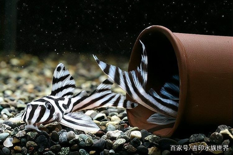 橙紅龍魚發色期間需要多久換一次水？：橙紅龍魚在發色期間的水質管理需特別注意換水頻率