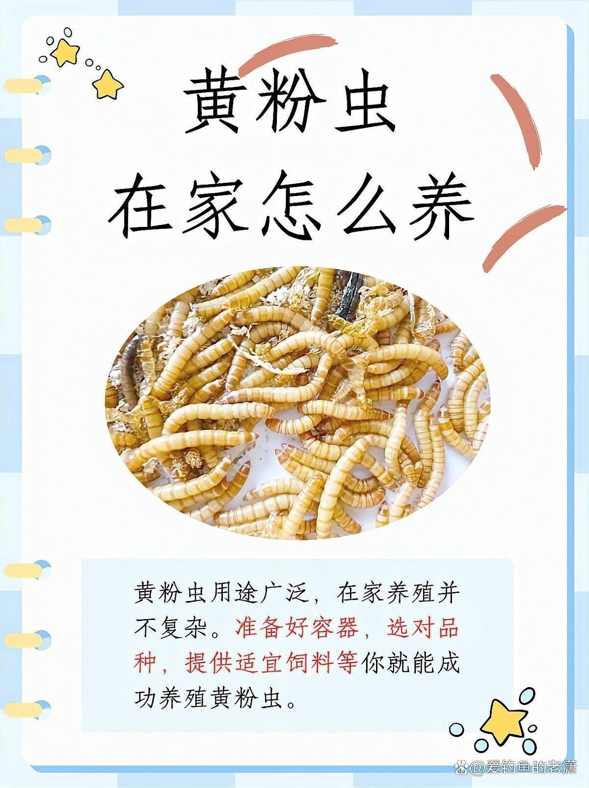 面包蟲如何消毒：面包蟲養(yǎng)殖全攻略