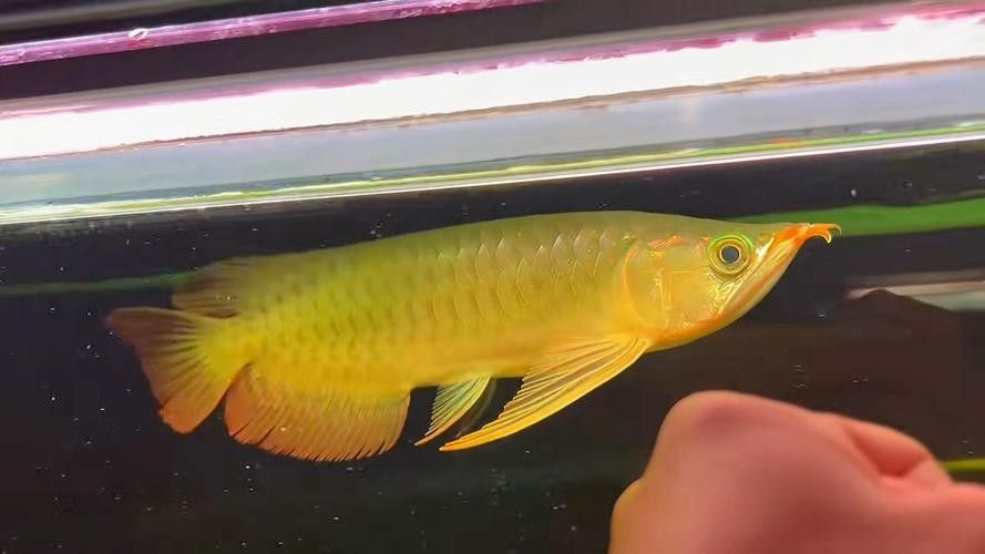 翹頭紅龍魚有哪些品種：紅龍魚什么品種最好