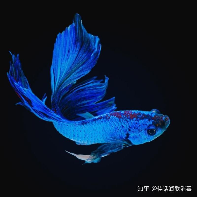 龍魚張嘴呼吸如何治療？：龍魚出現張嘴呼吸又稱鼓喉或嘎巴嘴可能是由多種原因引起的