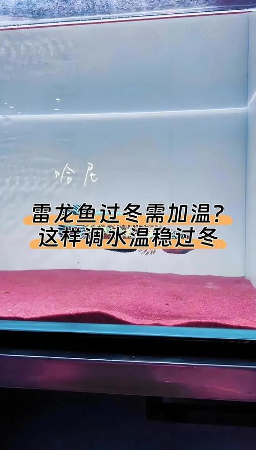 如何調節(jié)雷龍魚的水溫：雷龍魚適宜水溫介紹 如何調節(jié)雷龍魚的水溫：雷龍魚適宜水溫介紹 龍魚百科 第11張