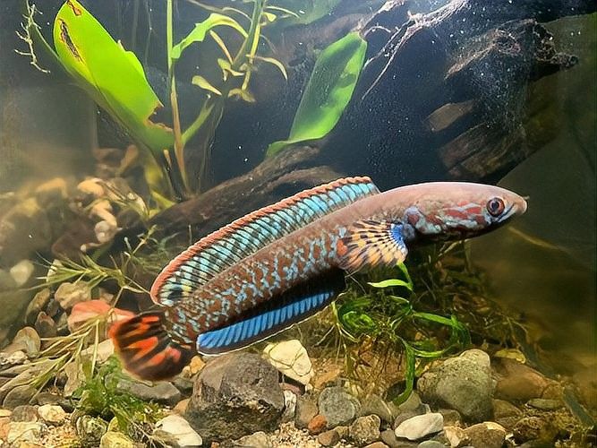 如何調節(jié)雷龍魚的水溫：雷龍魚適宜水溫介紹 如何調節(jié)雷龍魚的水溫：雷龍魚適宜水溫介紹 龍魚百科 第13張
