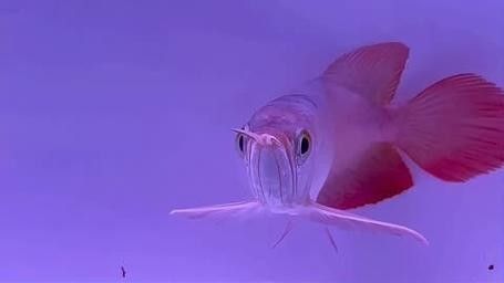 赫山哪個(gè)水族館龍魚(yú)好？祥龍魚(yú)場(chǎng)龍魚(yú)：廣州龍魚(yú)祥龍魚(yú)場(chǎng) 赫山哪個(gè)水族館龍魚(yú)好？祥龍魚(yú)場(chǎng)龍魚(yú)：廣州龍魚(yú)祥龍魚(yú)場(chǎng) 龍魚(yú)百科 第6張