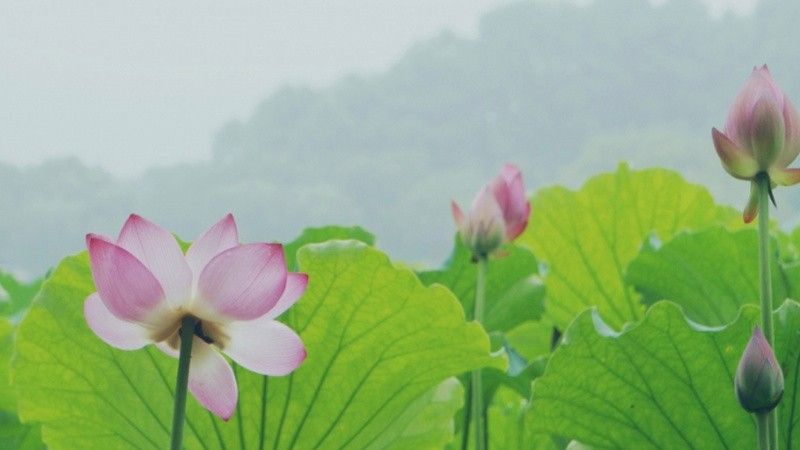 北京和興龍魚貿易是否已經注銷？：北京和興龍魚老孫龍魚銷售中心2022年1月14日成立