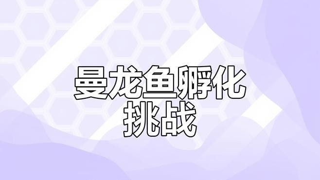 藍曼龍魚繁殖困難嗎：藍曼龍魚的養殖與繁殖技巧全解析