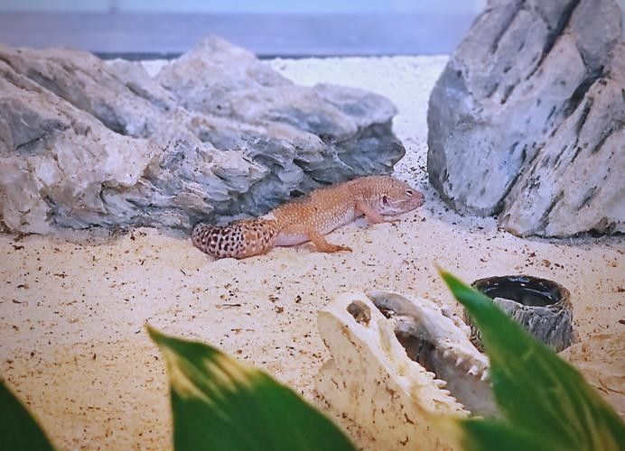 給我一些虎斑恐龍魚繁殖的圖片：虎斑恐龍魚的繁殖
