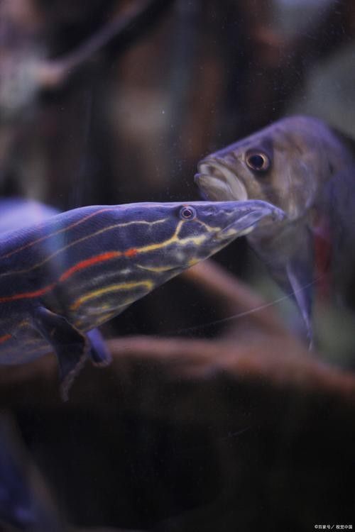 給我一些虎斑恐龍魚繁殖的圖片：虎斑恐龍魚的繁殖