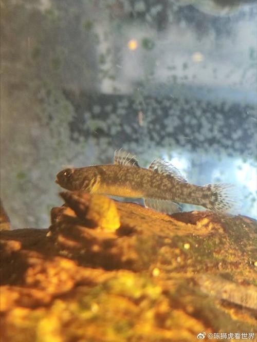 給我一些虎斑恐龍魚繁殖的圖片：虎斑恐龍魚的繁殖