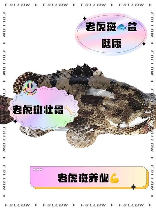 給我一些虎斑恐龍魚繁殖的圖片：虎斑恐龍魚的繁殖