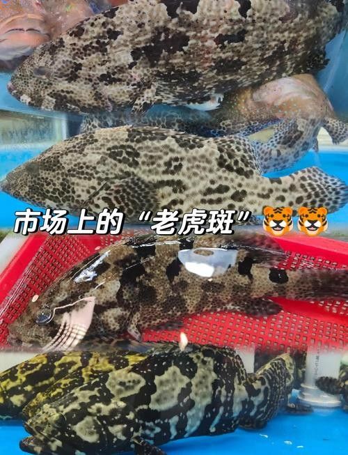 給我一些虎斑恐龍魚繁殖的圖片：虎斑恐龍魚的繁殖