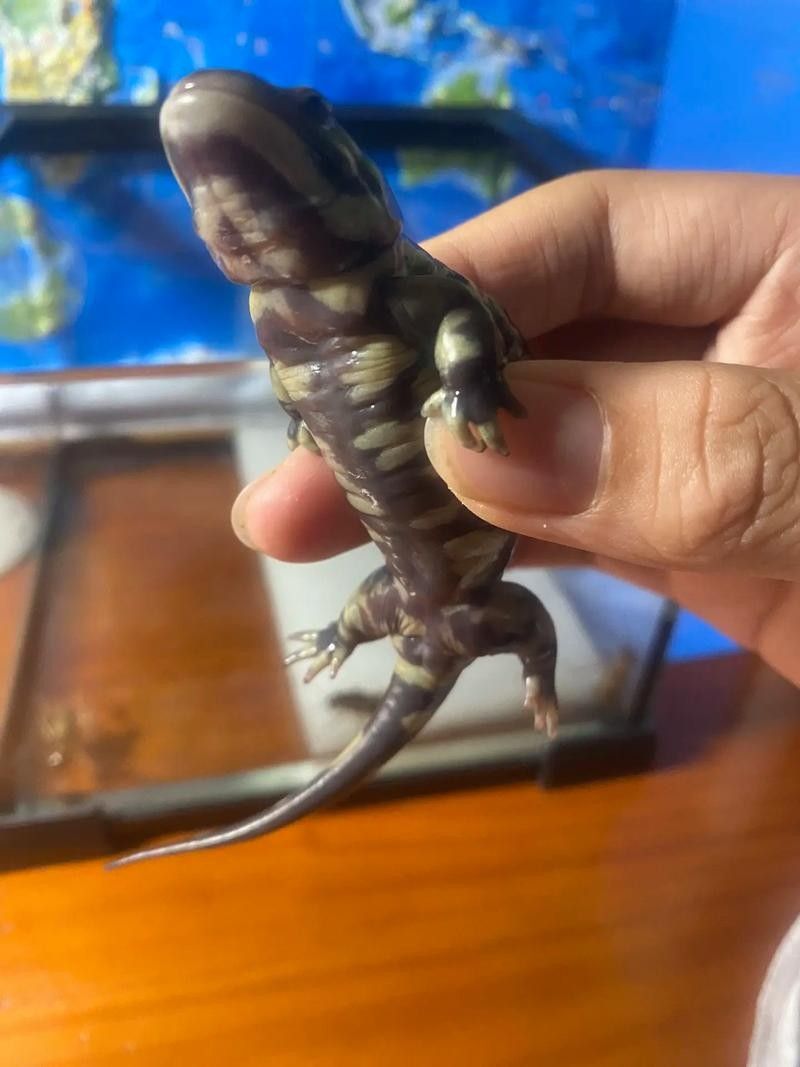 給我一些虎斑恐龍魚繁殖的圖片：虎斑恐龍魚的繁殖