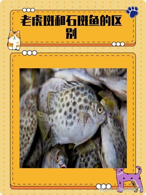 給我一些虎斑恐龍魚繁殖的圖片：虎斑恐龍魚的繁殖