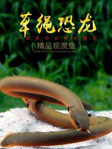給我一些虎斑恐龍魚繁殖的圖片：虎斑恐龍魚的繁殖
