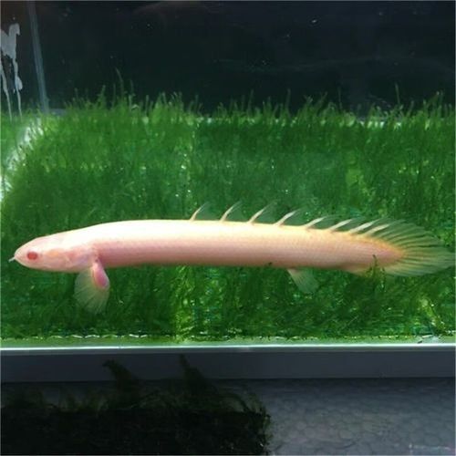 給我一些虎斑恐龍魚繁殖的圖片：虎斑恐龍魚的繁殖