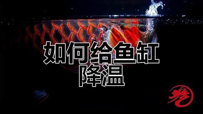 紅龍魚水溫過高如何急救？：夏季高溫如何給龍魚降溫