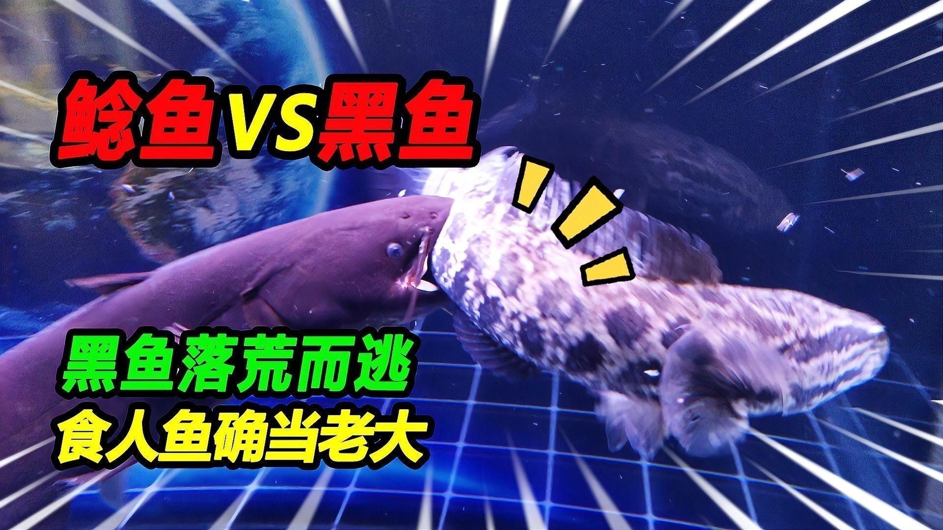 黑魚和鯰魚混養需要多久分池：黑魚和鯰魚混養的分池時間根據生長速度、體型差異及養殖目標綜合判斷