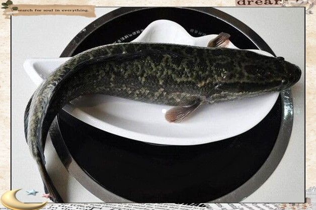 黑魚和鯰魚混養需要多久分池：黑魚和鯰魚混養的分池時間根據生長速度、體型差異及養殖目標綜合判斷