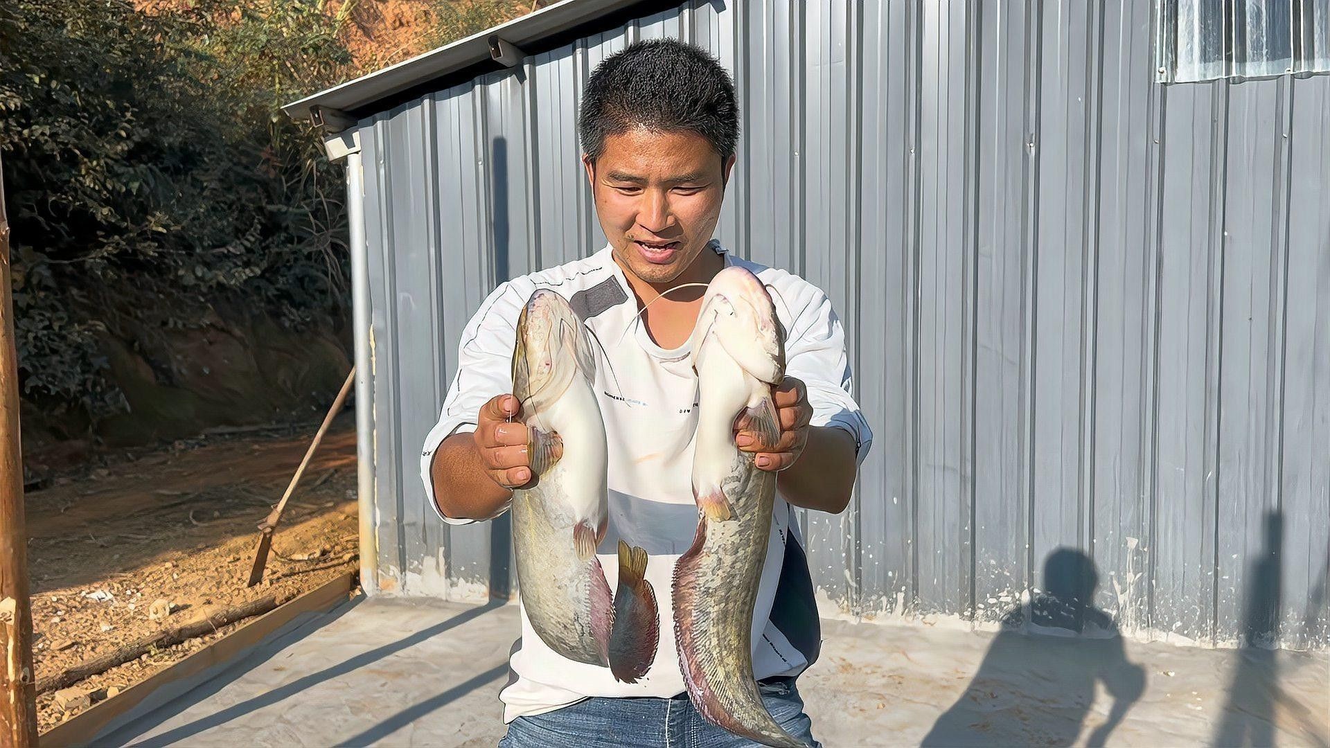 黑魚和鯰魚混養需要多久分池：黑魚和鯰魚混養的分池時間根據生長速度、體型差異及養殖目標綜合判斷