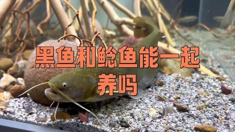 黑魚和鯰魚混養需要多久分池：黑魚和鯰魚混養的分池時間根據生長速度、體型差異及養殖目標綜合判斷