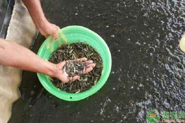 黑魚和鯰魚混養需要多久分池：黑魚和鯰魚混養的分池時間根據生長速度、體型差異及養殖目標綜合判斷