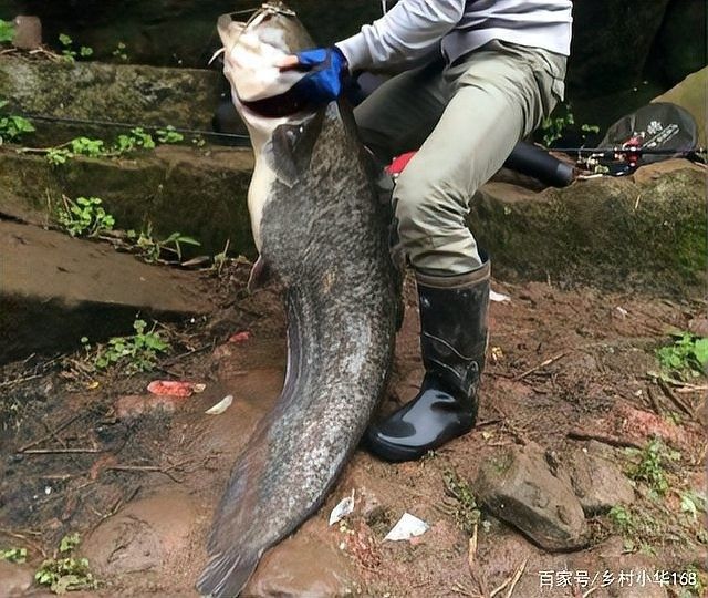 黑魚和鯰魚混養需要多久分池：黑魚和鯰魚混養的分池時間根據生長速度、體型差異及養殖目標綜合判斷