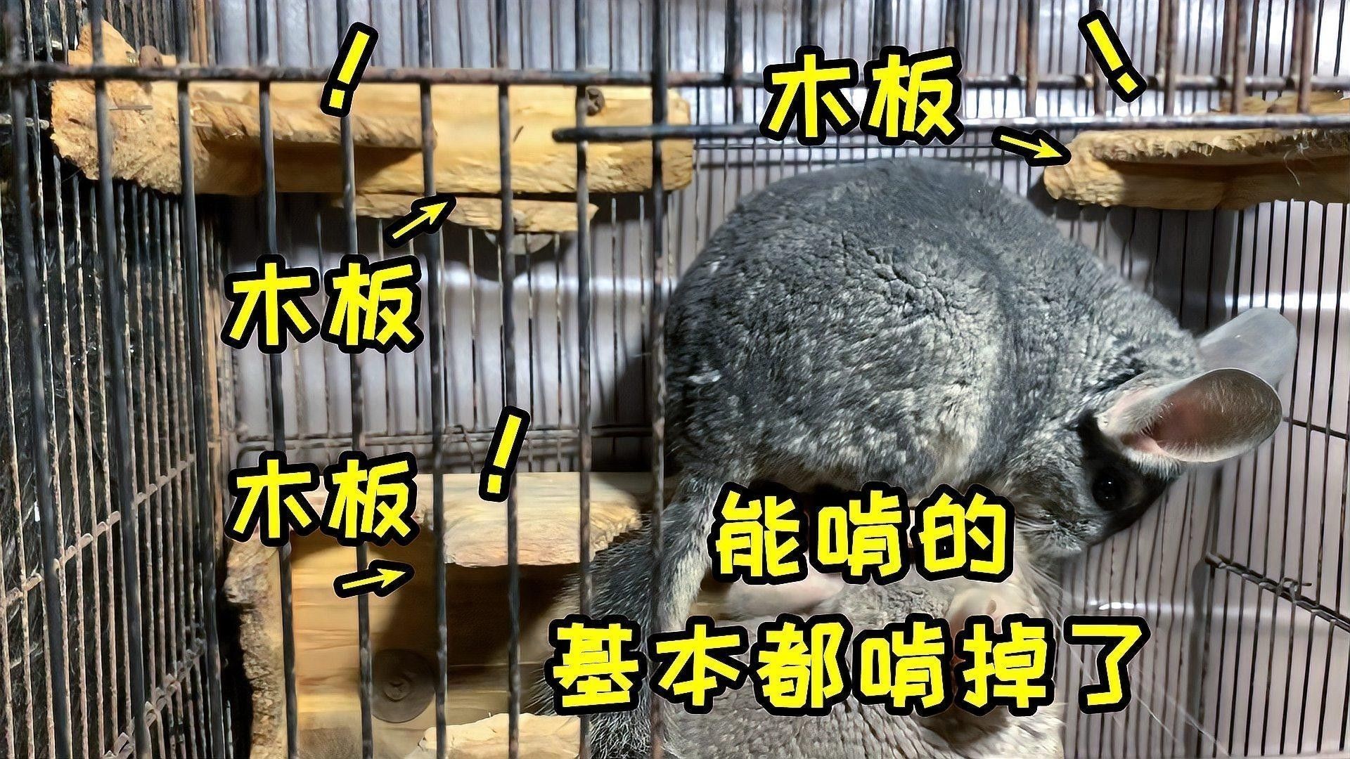 如何選擇適合龍貓的籠子？：龍貓籠子選購指南