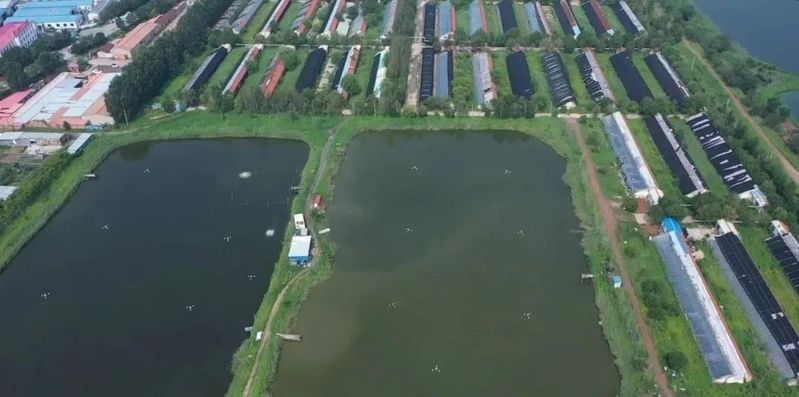 金龍魚養殖基地的聯系方式是什么：金龍魚養殖基地聯系方式