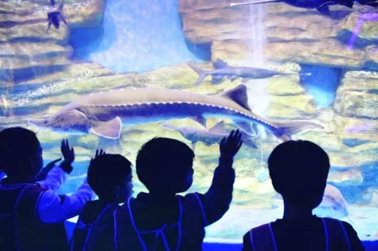 龍吟閣水族館的營業時間是？：杭州玩水指南|龍吟谷水上樂園全攻略