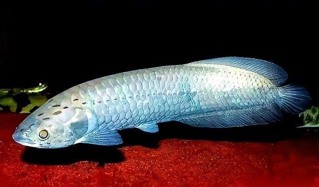 非洲黑龍魚有哪些品種？：遠古魚之非洲黑龍