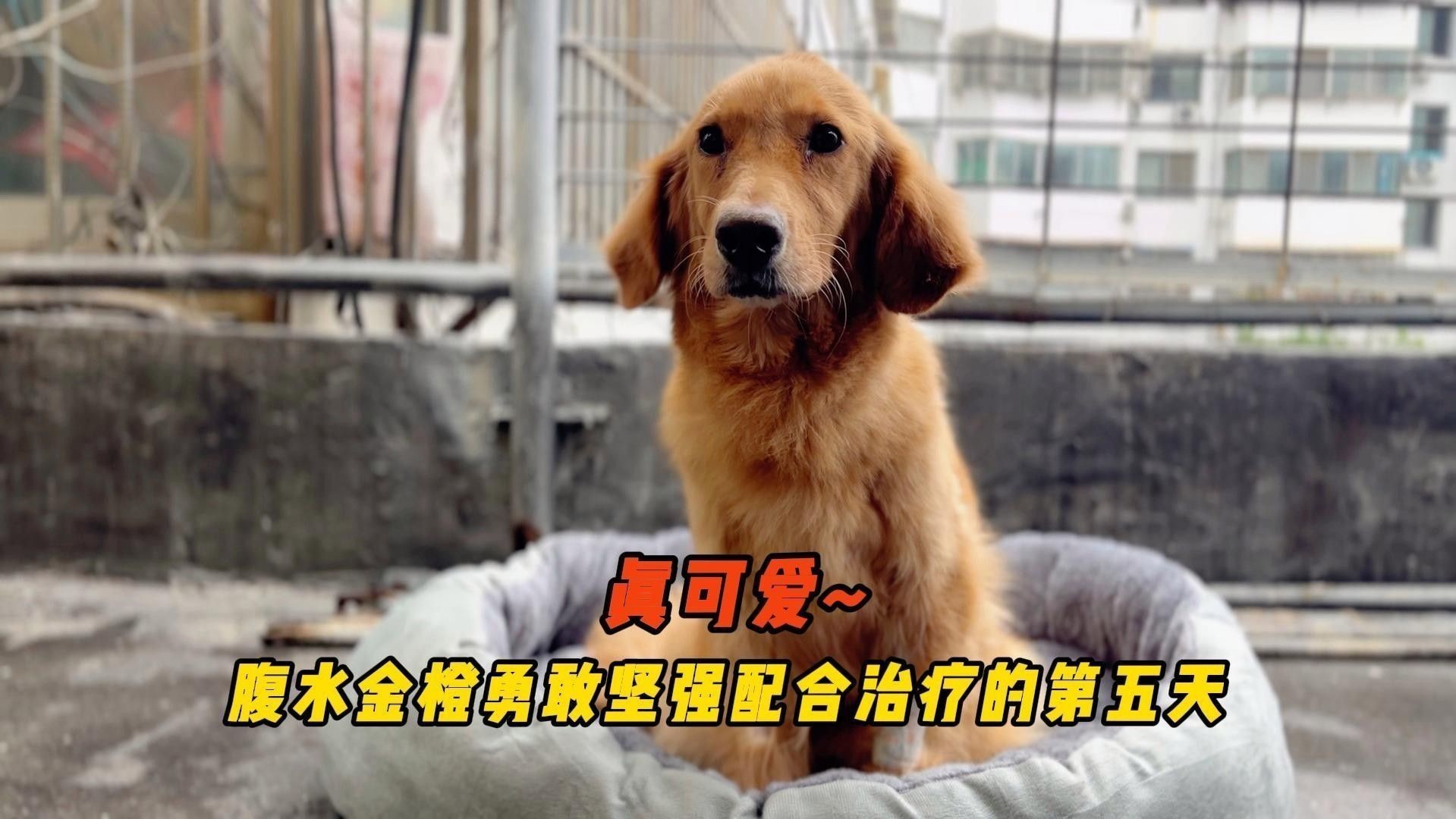 腹水穿刺后多久恢復(fù)：腹部穿刺后多久可以恢復(fù)