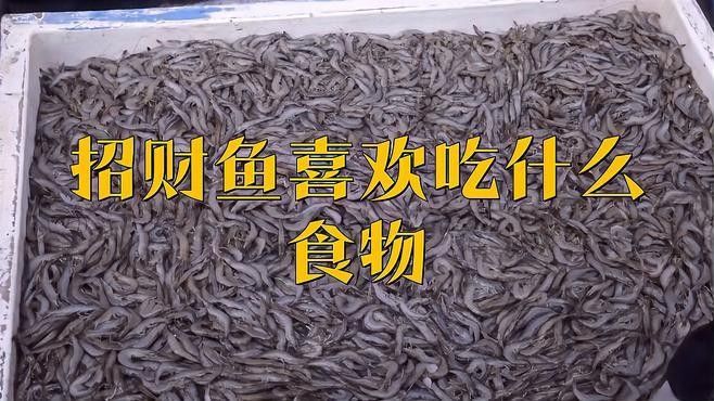 白子招財龍魚的食物有哪些？：招財魚吃什么飼料最好