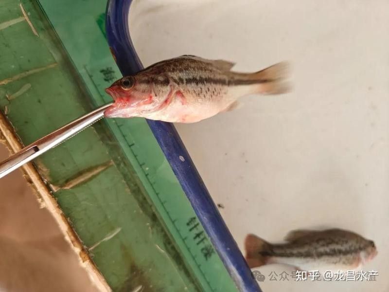 金龍魚爛嘴多久能好：金龍魚爛嘴恢復時間因病因和嚴重程度而異 金龍魚爛嘴多久能好：金龍魚爛嘴恢復時間因病因和嚴重程度而異 龍魚百科 第4張