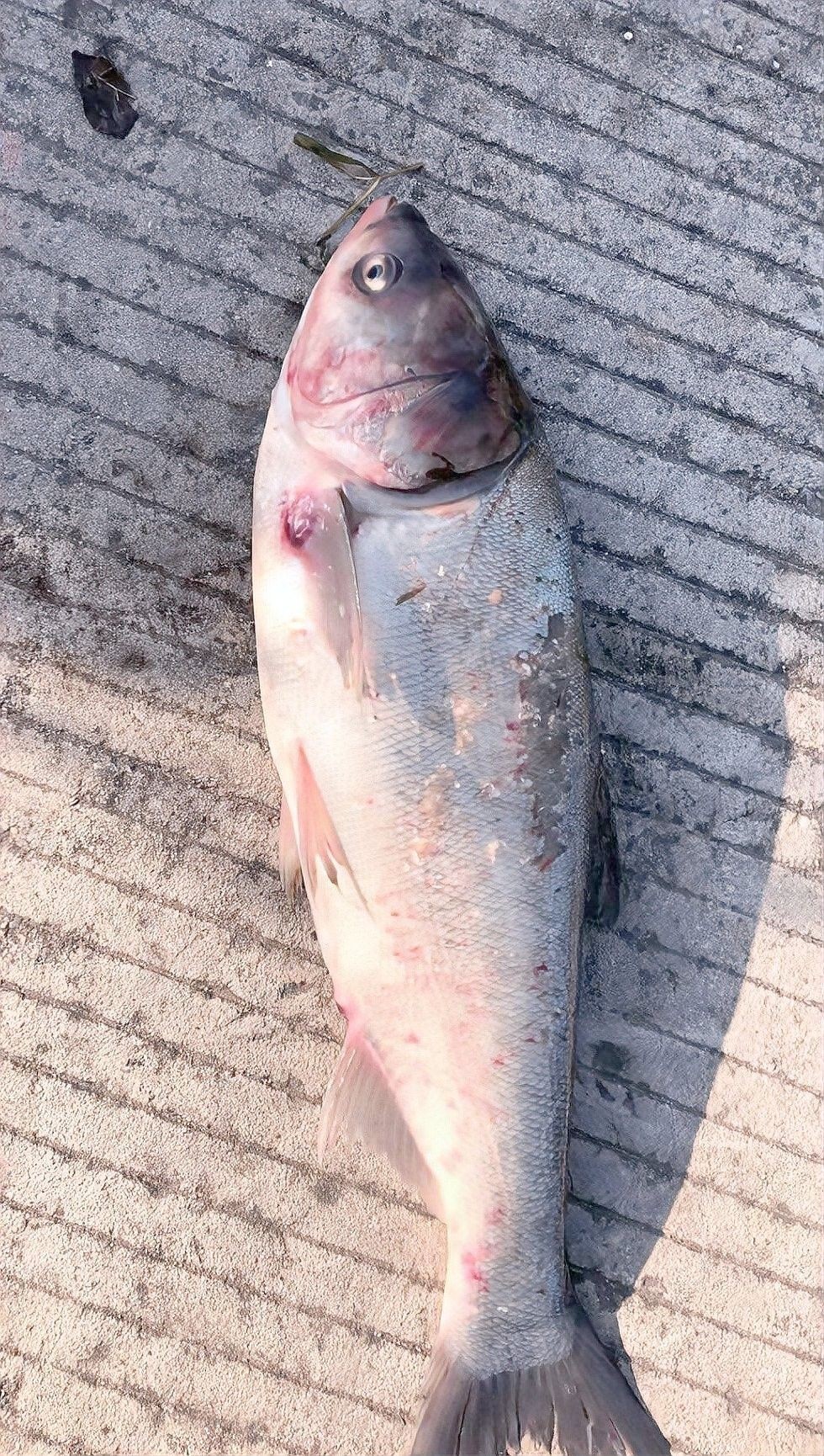 金龍魚爛嘴多久能好：金龍魚爛嘴恢復時間因病因和嚴重程度而異 金龍魚爛嘴多久能好：金龍魚爛嘴恢復時間因病因和嚴重程度而異 龍魚百科 第10張