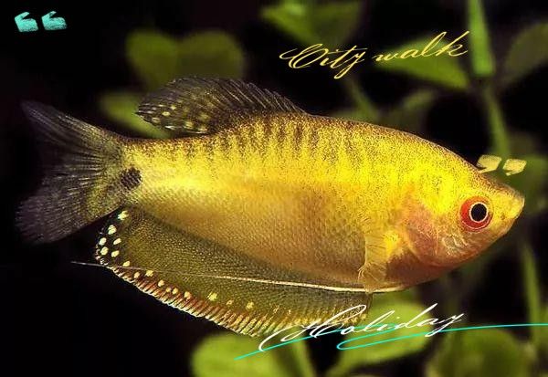 曼龍魚有哪些品種？：曼龍能長多大luna熱點通