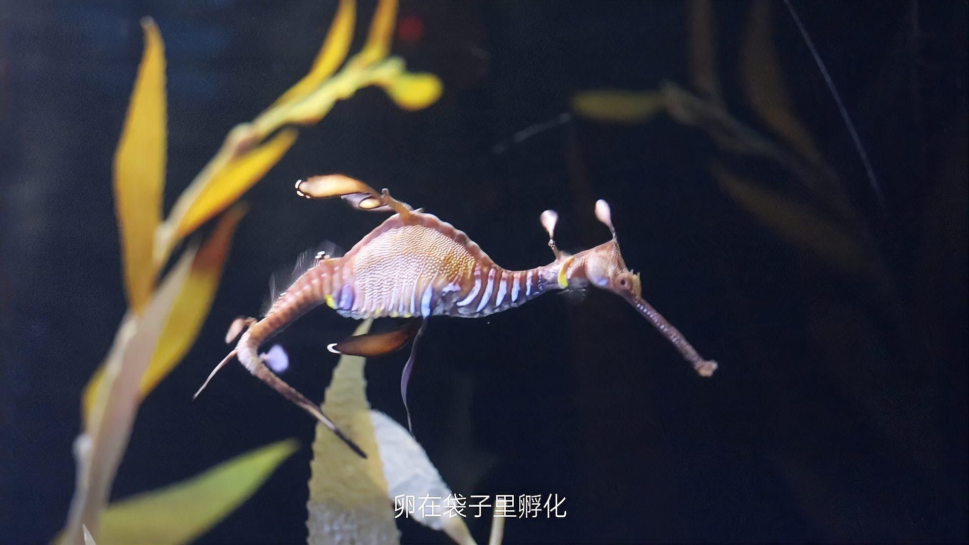 馬龍魚的藥用成分有哪些？：馬龍魚的功效、作用及相關信息 馬龍魚的藥用成分有哪些？：馬龍魚的功效、作用及相關信息 龍魚百科 第4張