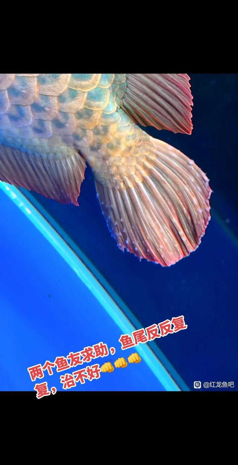 如何搜索到更多龍魚視頻資源:如何搜索到更多龍魚視頻資源? 龍魚百科 第6張 如何搜索到更多龍魚視頻資源:如何搜索到更多龍魚視頻資源? 如何搜索到更多龍魚視頻資源:如何搜索到更多龍魚視頻資源? 龍魚百科 第6張