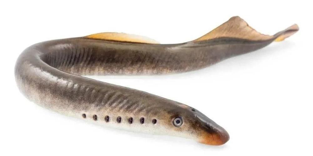 古龍魚圖片高清大圖：古龍魚的高清圖片資源