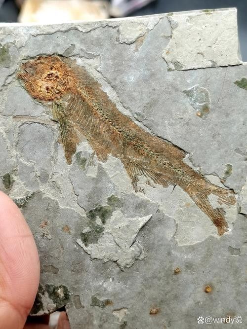 古龍魚圖片高清大圖：古龍魚的高清圖片資源