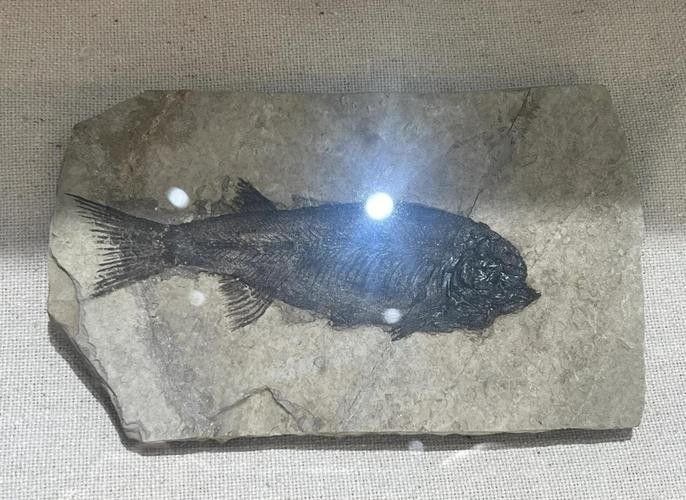 古龍魚圖片高清大圖：古龍魚的高清圖片資源